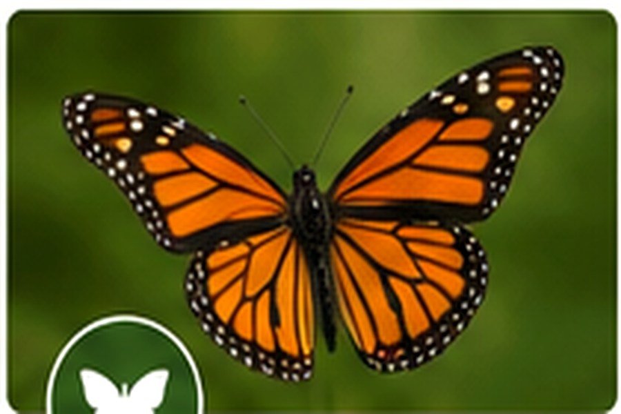 Insects