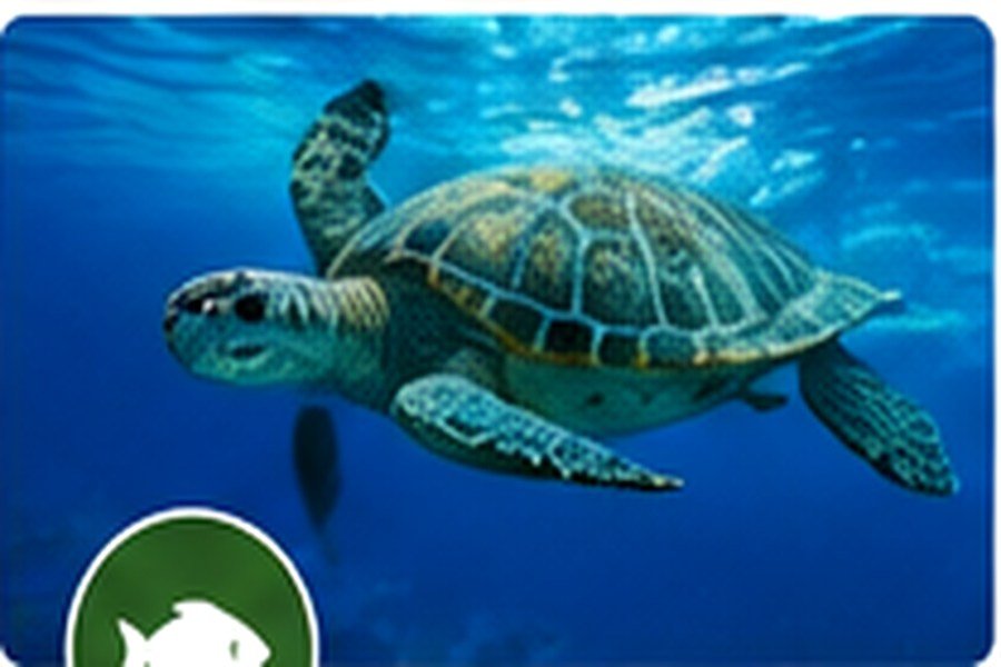 Ocean Life